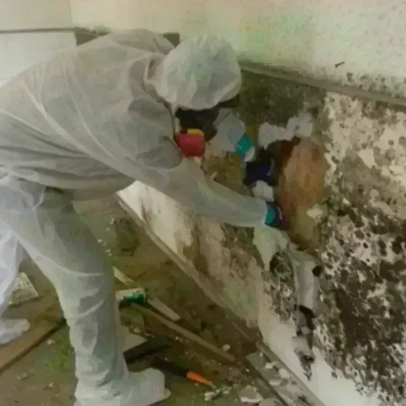 Mold Remediation and Removal in Mount Prospect, IL